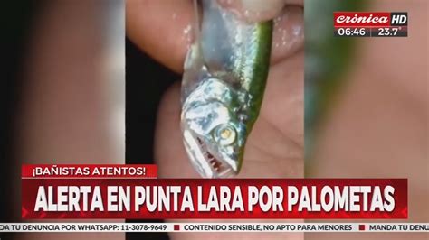 Alerta Por El Ataque De Palometas En Punta Lara YouTube