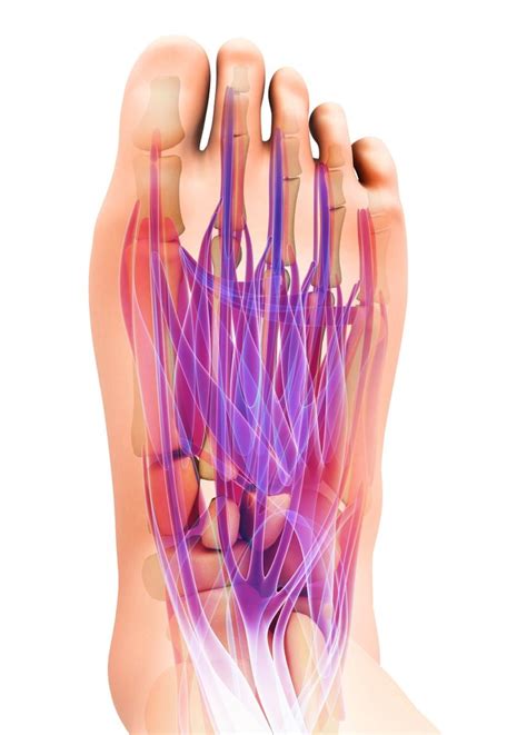 Extensor Tendonitis In Foot [top Of The Foot Tendonitis Treatment]