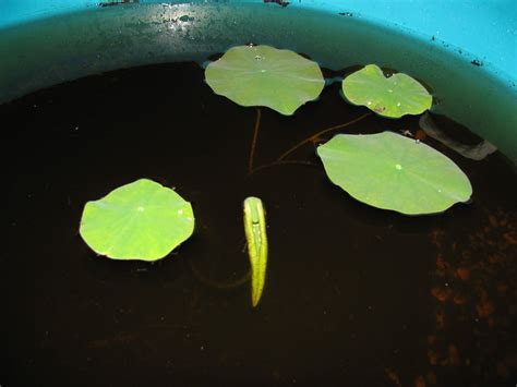 In the Garden: How to grow Lotus from seed....step by step!