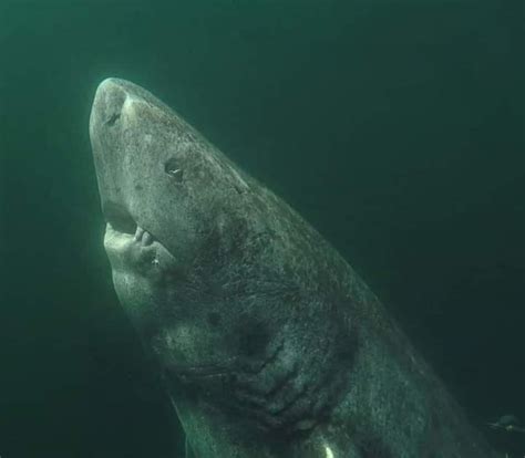 fakta menarik tentang jerung greenland antara haiwan hidup