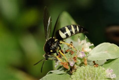 Four Banded Stink Bug Hunter Wasp Wasps Nature In Focus