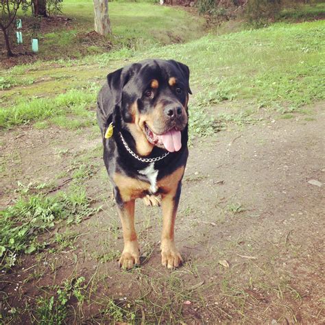 Swiss Mountain Dog Rottweiler Mix