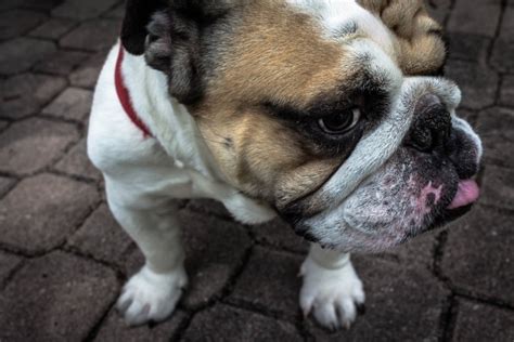 Zsa Zsa La Bulldog Que Obtuvo El Título De El Perro Más Feo Del Mundo