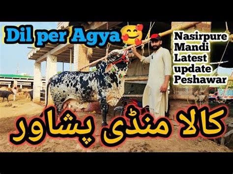 Part 1 Peshawar Kala Mandi Latest Update 2023 Peshawar Maweshi Mandi