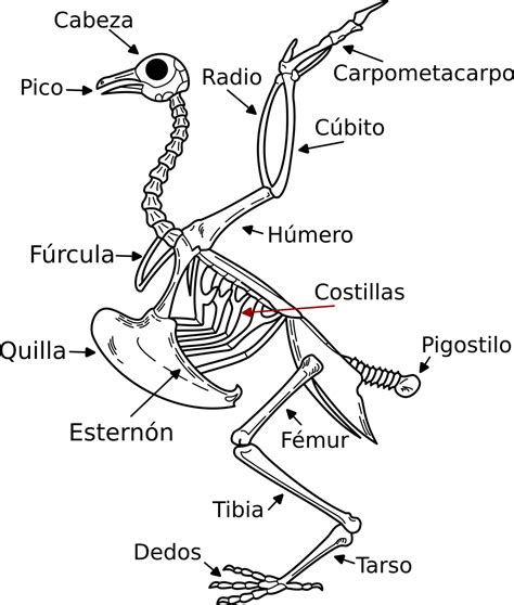 Esqueleto Huesos De Ave Gráficos vectoriales gratis en Pixabay Pixabay