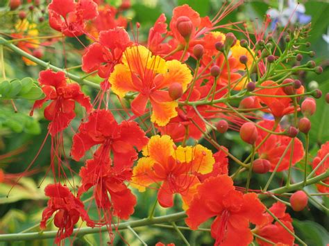 Caesalpinia Pulcherrima Var Red Red Dwarf Poinciana Pride Of