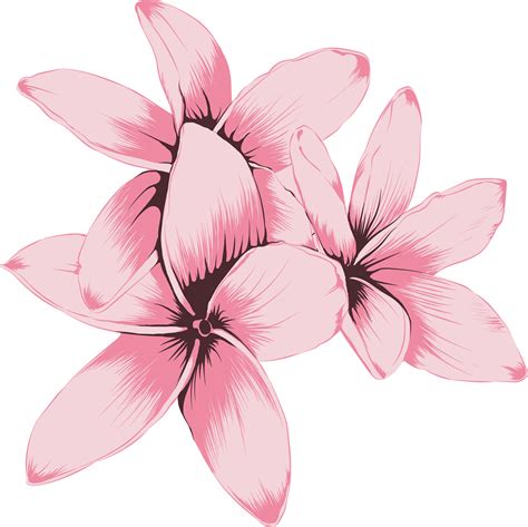 Botanical Drawing With Frangipani Flower Png