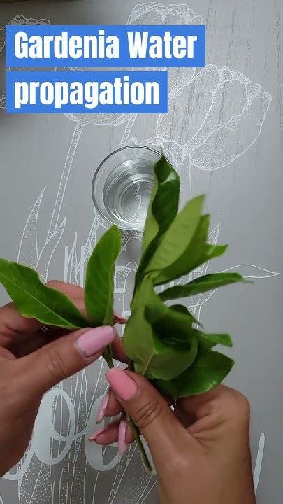 Easy Gardenia Propagation In Water Grow Gardenia From Cuttings Garden Gardenia Easy Grow