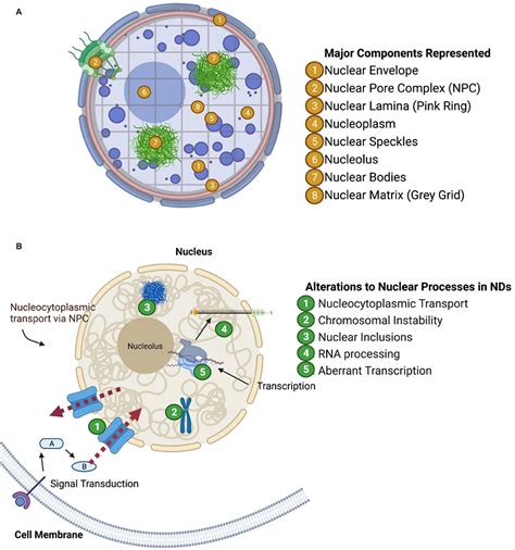 Frontiers Brain Cell Type Specific Nuclear Proteomics Is Imperative