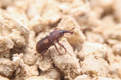 Flour Beetles Facts And How To Get Rid Pestclue