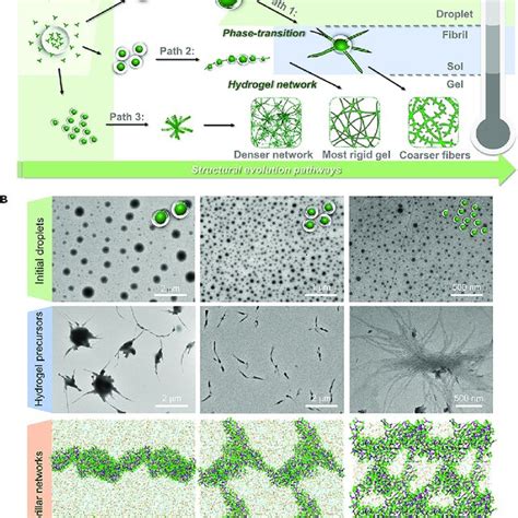 Llps Mediated Self Assembly Of Other Small Organic Molecules A Download Scientific Diagram