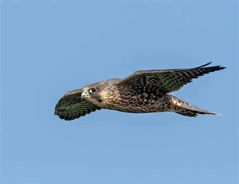 Juvenile Peregrine Falcon in Flight Photograph by Scott Miller - Pixels