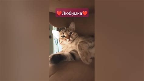 мур - мяу - YouTube