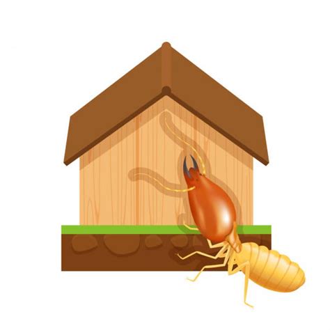 Termite Trouble Do You Know The Best Treatment Options TimesProperty