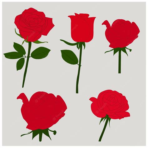 Premium Vector Red Rose Vector Art Work Illustration Graphics