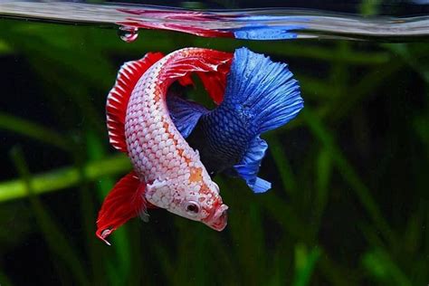 Can Betta Fish Live With Goldfish Why Not Fishlab