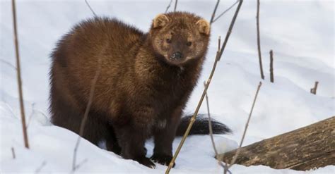 Mink Vs Fisher Cat A Z Animals