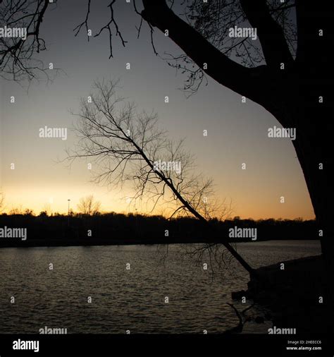 Silhouette Of Trees At Golden Hour Overlooking Lake Ontario Stock Photo