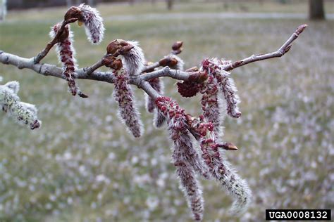 White Poplar Populus Alba L