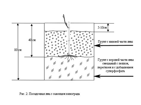 Посадка саженцев винограда