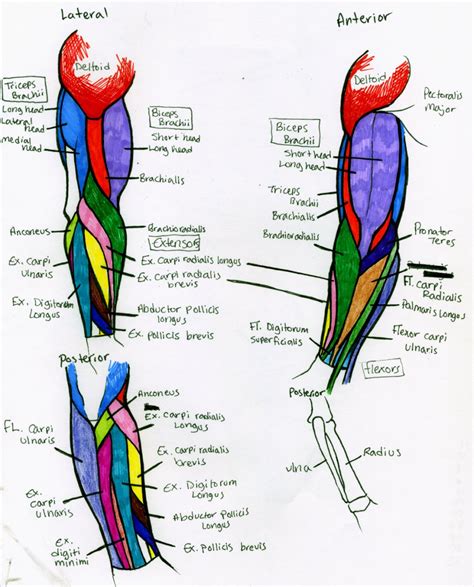 Reference Human Arm Muscle Anatomy