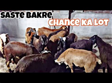 Pure Telangana Potle Ka Lot Qurbani Ke Saste Bakre In Chanchalguda