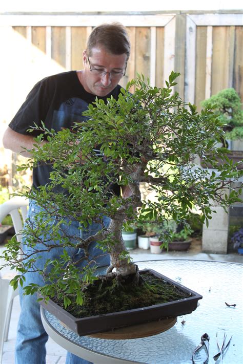 Chinese Elm Bonsai | kuromatsubonsai.com