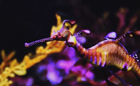 Common Seadragon Ocean Animals