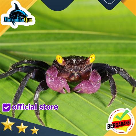 Jual Kepiting Hias Vampire Purple Ungu Crab Aquarium Paludarium