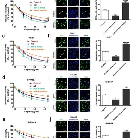 Effect Of Mir Plus Cisplatin On Hcc Cell Proliferation And Apoptosis