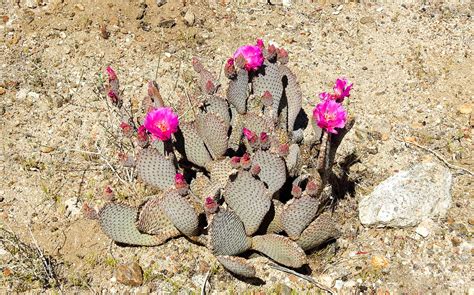 Beavertail Cactus 93 Ron King Flickr