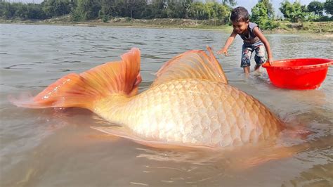 Amazing Traditional Boy Fish Catching By Hand In Water Amazing Hand