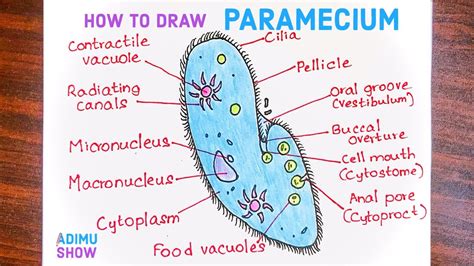 Diagrammed Structure Of A Paramecium Paramecium Cell Structu