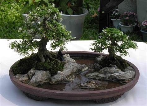 23 Bonsai Landscape Ideas Garden Design