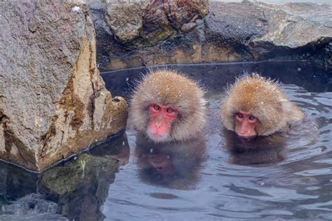 Onsen-bathing snow monkeys of Nagano | Best things to do in Tokyo