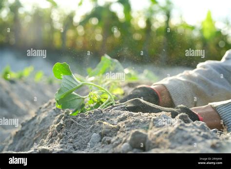A Farmer Is Planting Sweet Potatoes In An Open Field Planting Sweet