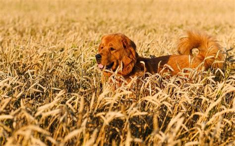 Can Dogs Eat Wheat? Understanding Wheat Allergies In Dogs - The Goody Pet