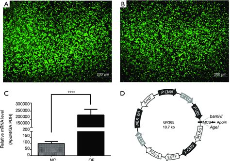 The Overexpression Of Apom In Eahy926 Cells Fluorescence