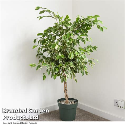 Ficus Benjamina Golden King Braided Stem In Hydro Pot Thompson Morgan