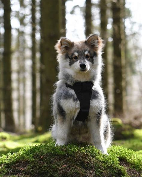 25 Herding Dog Breeds Types Of Herding Dogs