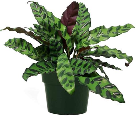 Rattlesnake Calathea The Best Houseplants For Cold And Flu Popsugar