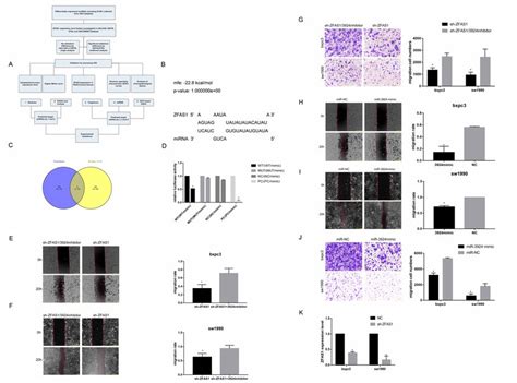 Zfas Knockdown Inhibits Cell Metastasis In Paad A B Wound Healing