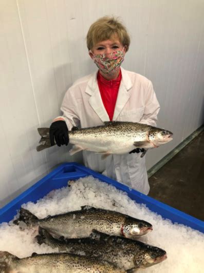 Harvesting Of AquaBountys Genetically Engineered Atlantic Salmon