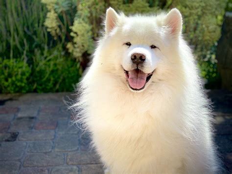 10 Samoyed Pros & Cons You Should Know Before You Get One – Dogster