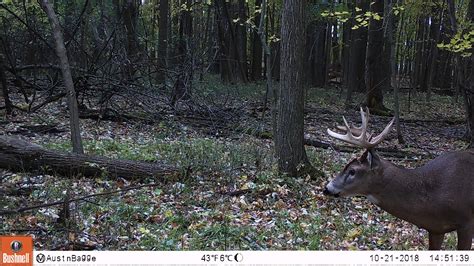 Had A Few Encounters Never Got A Confident Shot Giant For Around Here My Biggest On Trail Cam