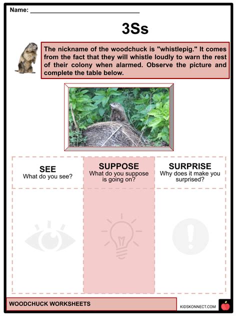 Woodchuck Worksheets & Facts | Characteristics, Species, Habitat