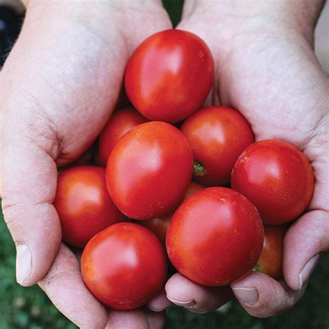 Tomato 42 Day Tomato J W Jung Seed Company