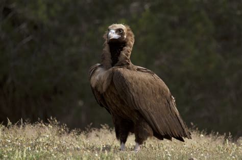 O V Deo Sobre As Mem Rias Do Lince Na Contenda J Est Online Herdade