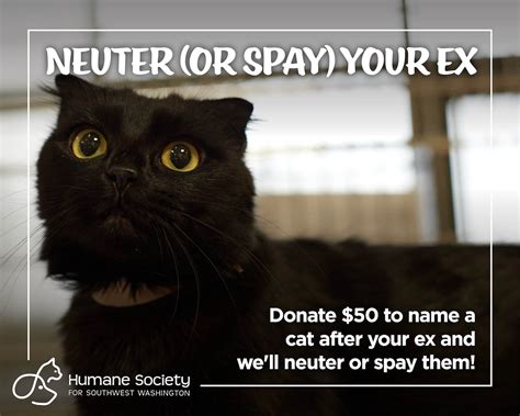 On Valentines Day You Can Neuter A Cat Named After Your Ex The