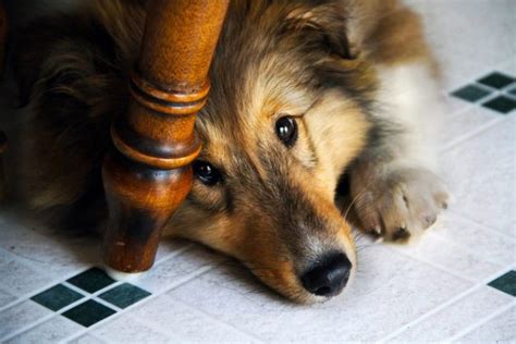 How to Calm a Dog During Thunderstorms, Fireworks, Loud Noises